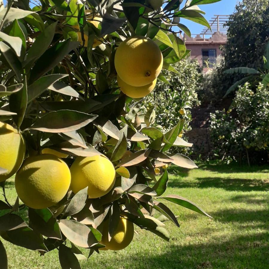 Ourika Timalizene Le Jardin Des Delices Hotel Tamezindert Exterior photo